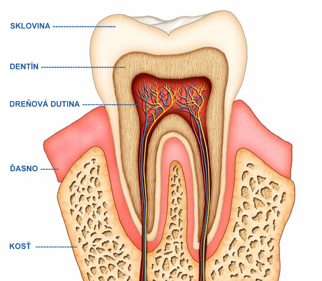 Ako pracujú strojčeky na zuby?
